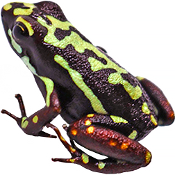 Moraspungo Frog